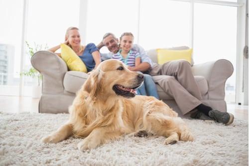 Choosing the Right Puppy for Your Family