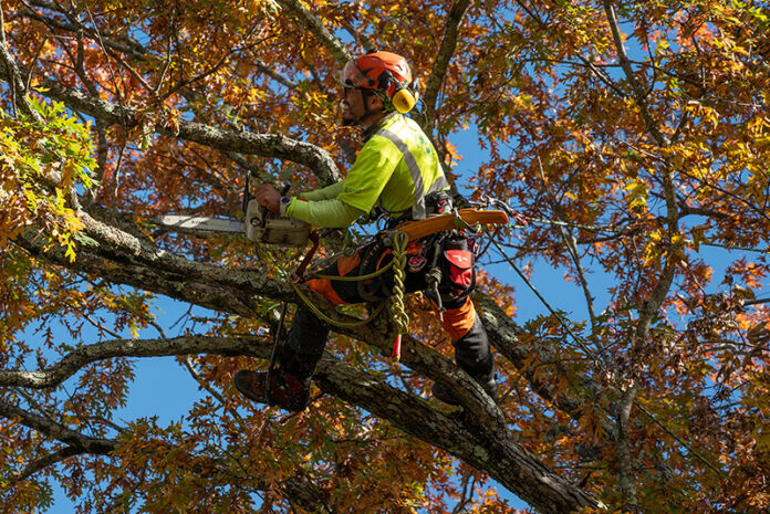 Tactical Trees Philosophy